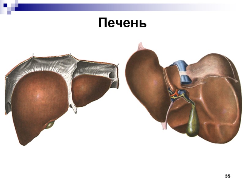 35 Печень